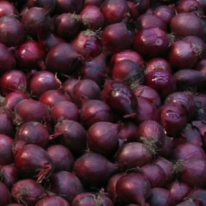 Dughagyma Lila 0,5 kg tavaszi ZKI